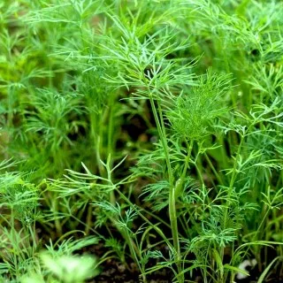 Dill