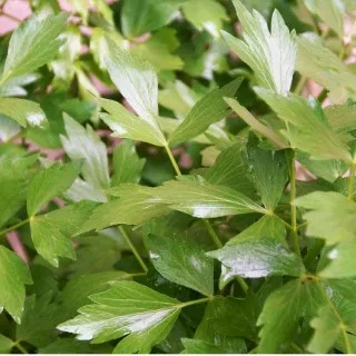 Lovage