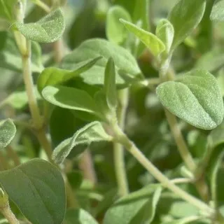 Marjoram