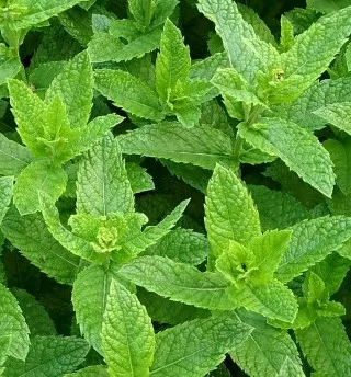 Mint
