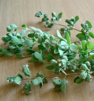 Oregano