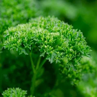Parsley