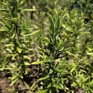 Rosemary