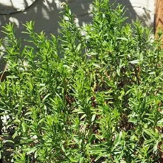 Summer Savory