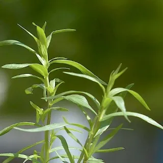 Tarragon
