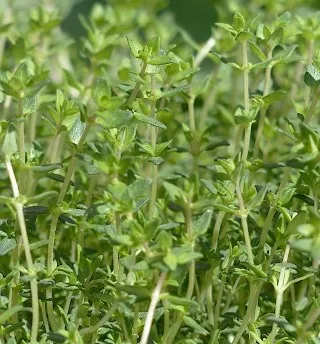 Thyme