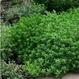 Winter Savory