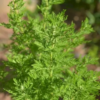 Wormwood