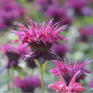 Bee Balm
