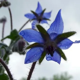 Borage