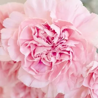 Carnation