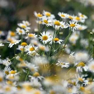 Chamomile