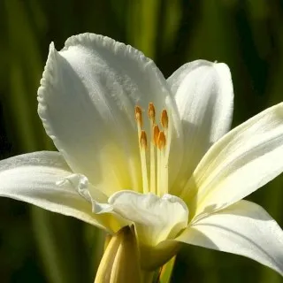 Daylily