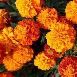 Marigold