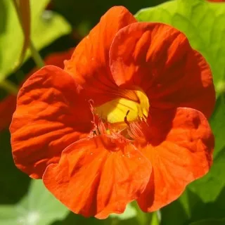 Nasturtium