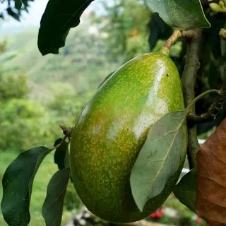 Avocado