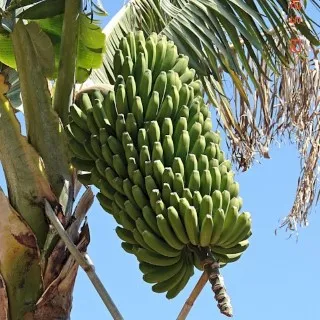 Banana