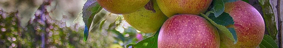Delicious Fruit