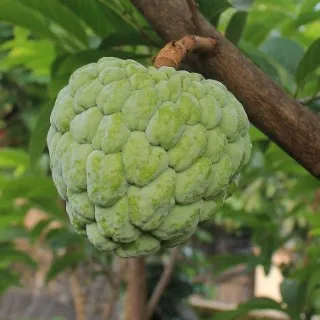 Cherimoya