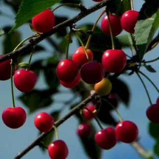 Cherry