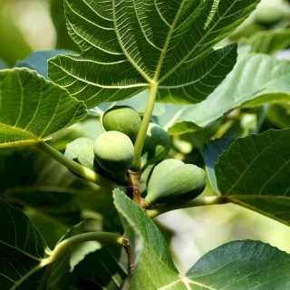 Fig