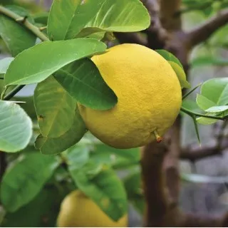 Grapefruit