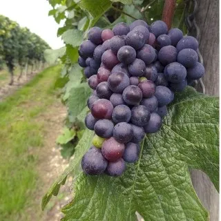 Grapes