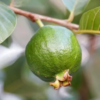 Guava
