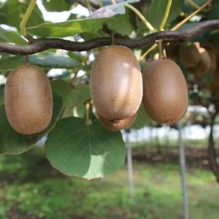 Kiwi