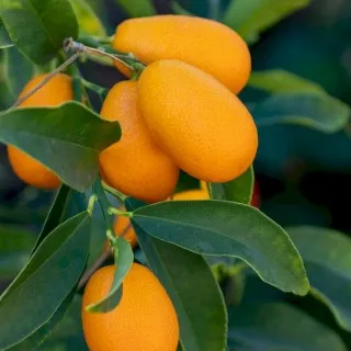 Kumquat