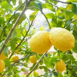 Lemon