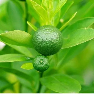 Lime