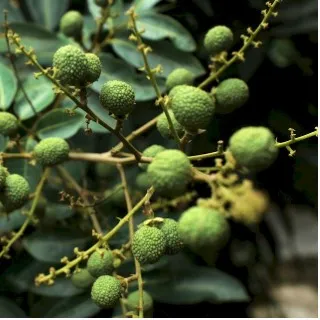 Longan
