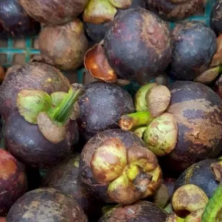 Mangosteen