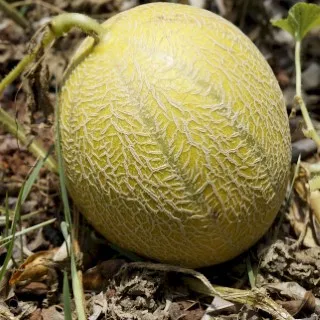 Melon