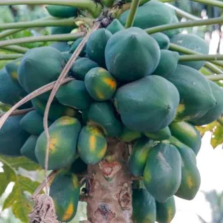 Papaya