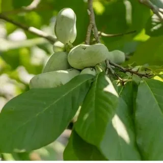 Pawpaw