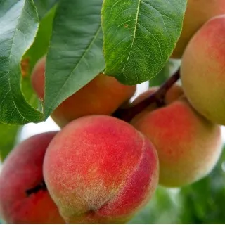Peach