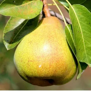 Pear