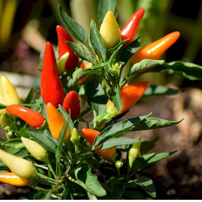 Pepper