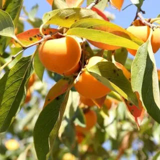 Persimmon