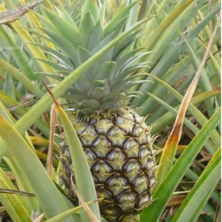 Pineapple