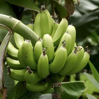 Plantain