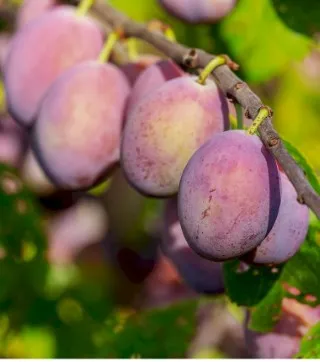 Plum