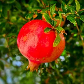 Pomegranate