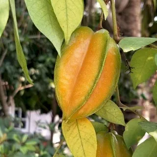 Starfruit