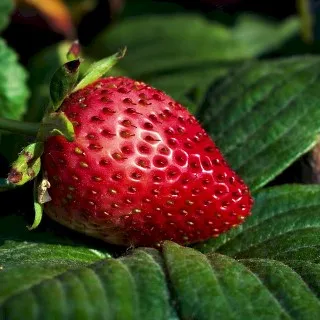 Strawberry