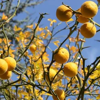 Tangerine