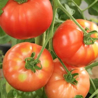 Tomato