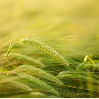 Barley